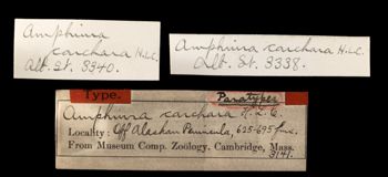 Media type: image;   Invertebrate Zoology OPH-3141 Aspect: labels